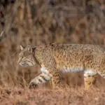 When Do Bobcats Hunt? Predatory Cat Hunting Habits Simplified