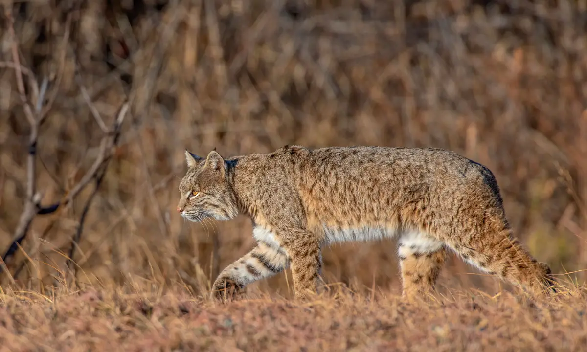 Read more about the article When Do Bobcats Hunt? Predatory Cat Hunting Habits Simplified