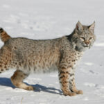 how-long-is-a-bobcat-tail