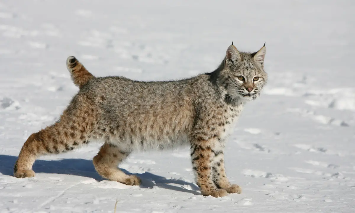 You are currently viewing How Long Is A Bobcat Tail? The Lengthy Truth!