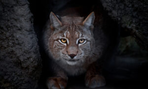 Read more about the article Wisconsin Bobcat Hunting: Everything You Need to Know