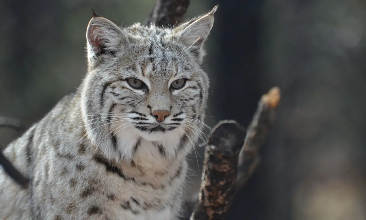 Bobcat Hunting in Illinois Laws, Seasons, and Techniques