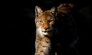 Read more about the article Why Do Mountain Lions Hunt at Night? You Might Be Surprised!