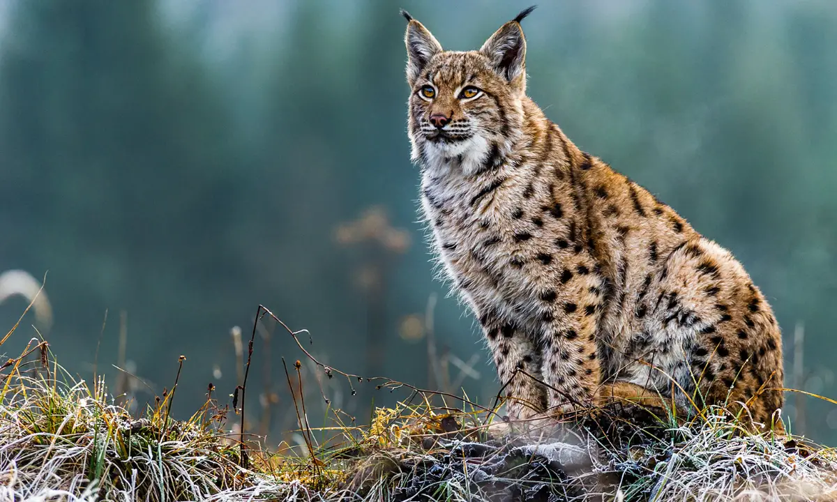 Wisconsin Bobcat Hunting Everything You Need to Know