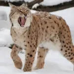 Bobcat Hunting in Illinois: Laws, Seasons, and Techniques