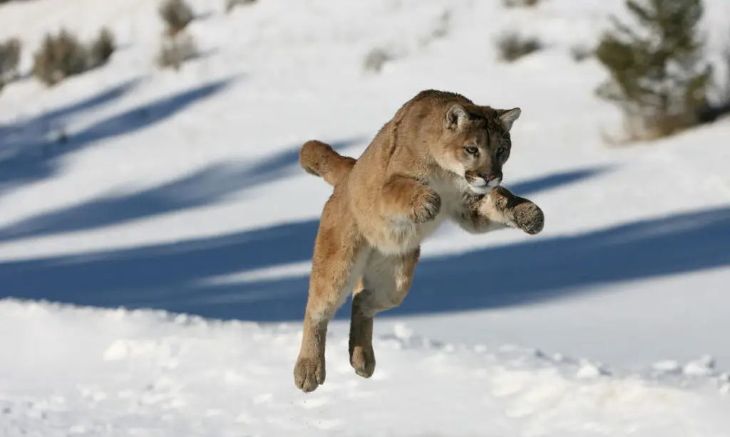 cougar pouncing