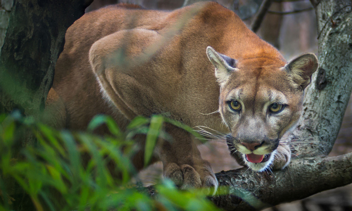 You are currently viewing How to Scare off a Mountain Lion: Tips and Techniques