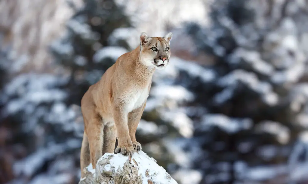 cougar standing on a rock in the snow