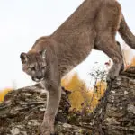 Idaho Mountain Lion Hunting: Everything You Need to Know