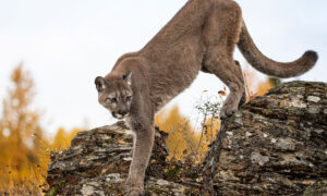 Read more about the article Idaho Mountain Lion Hunting: Everything You Need to Know