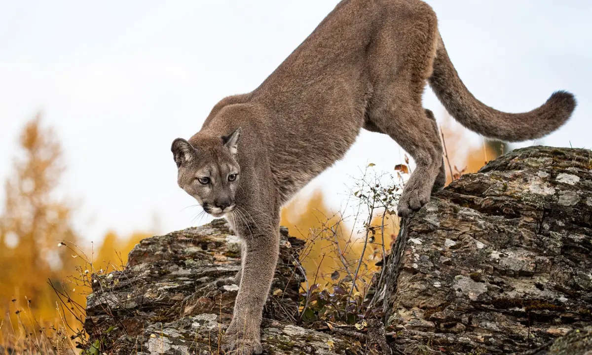 You are currently viewing Idaho Mountain Lion Hunting: Everything You Need to Know