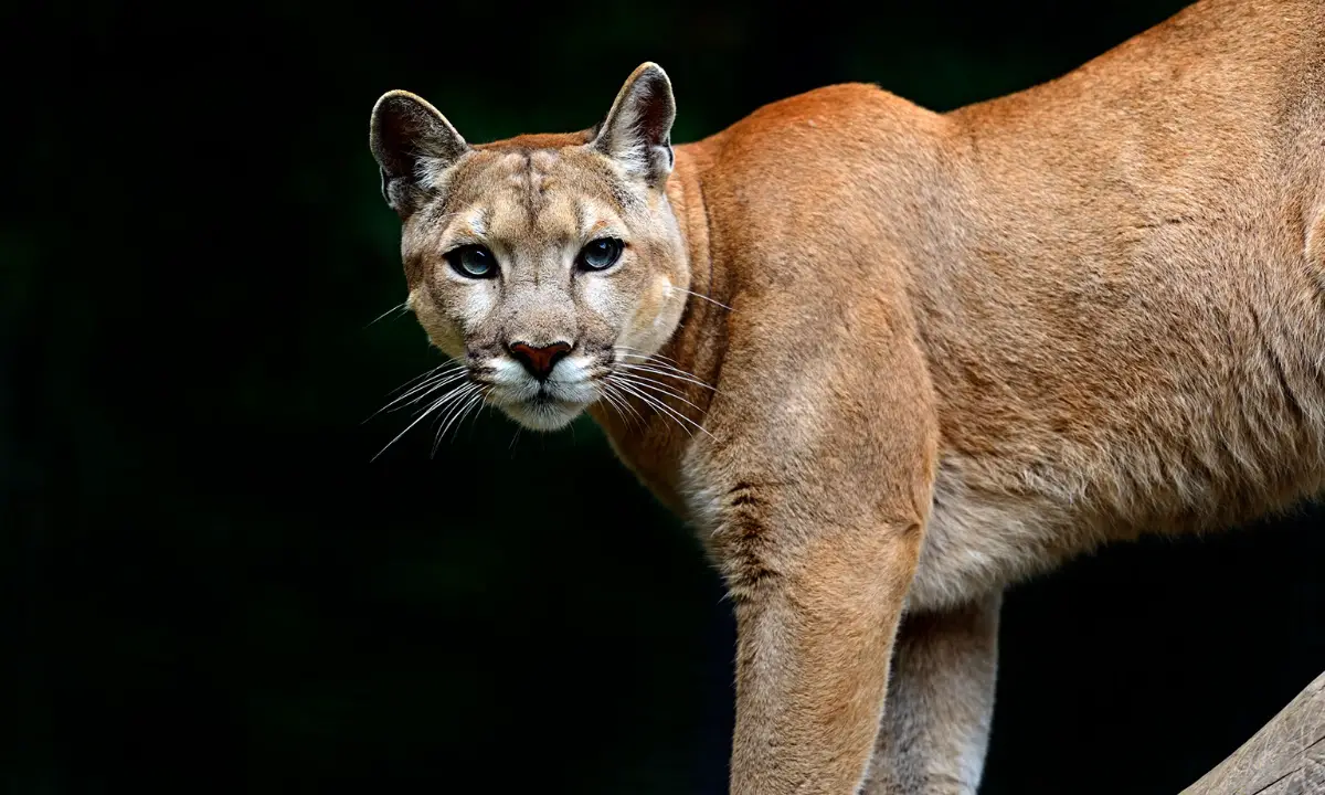 The Best Places to Hunt Mountain Lions in Texas