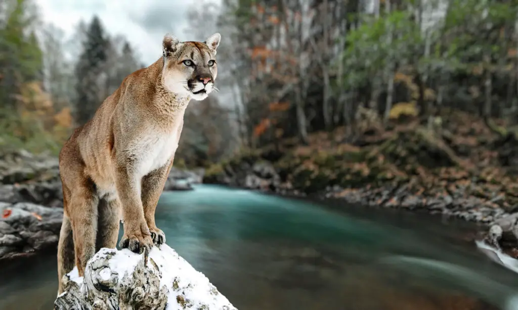 mountain lions tracks