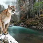 Mountain Lion Hunting in Wyoming: Everything You Need to Know