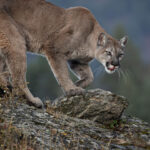 A Guide To Unraveling the Mysteries of Mountain Lion Footprints My project-1 – 2023-02-15T121508.107