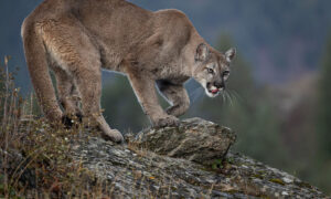 Read more about the article The Best Places to Hunt Mountain Lions in Texas