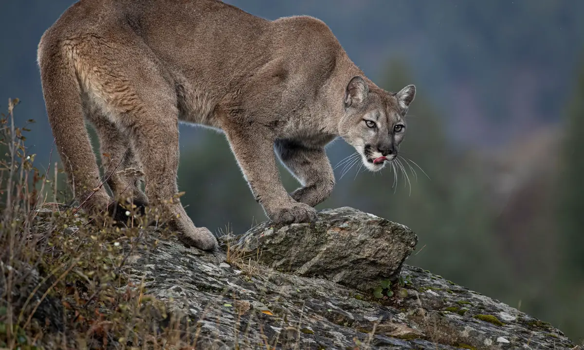 You are currently viewing A Guide To Unraveling the Mysteries of Mountain Lion Footprints