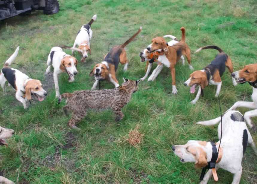 bobcat hunting hounds