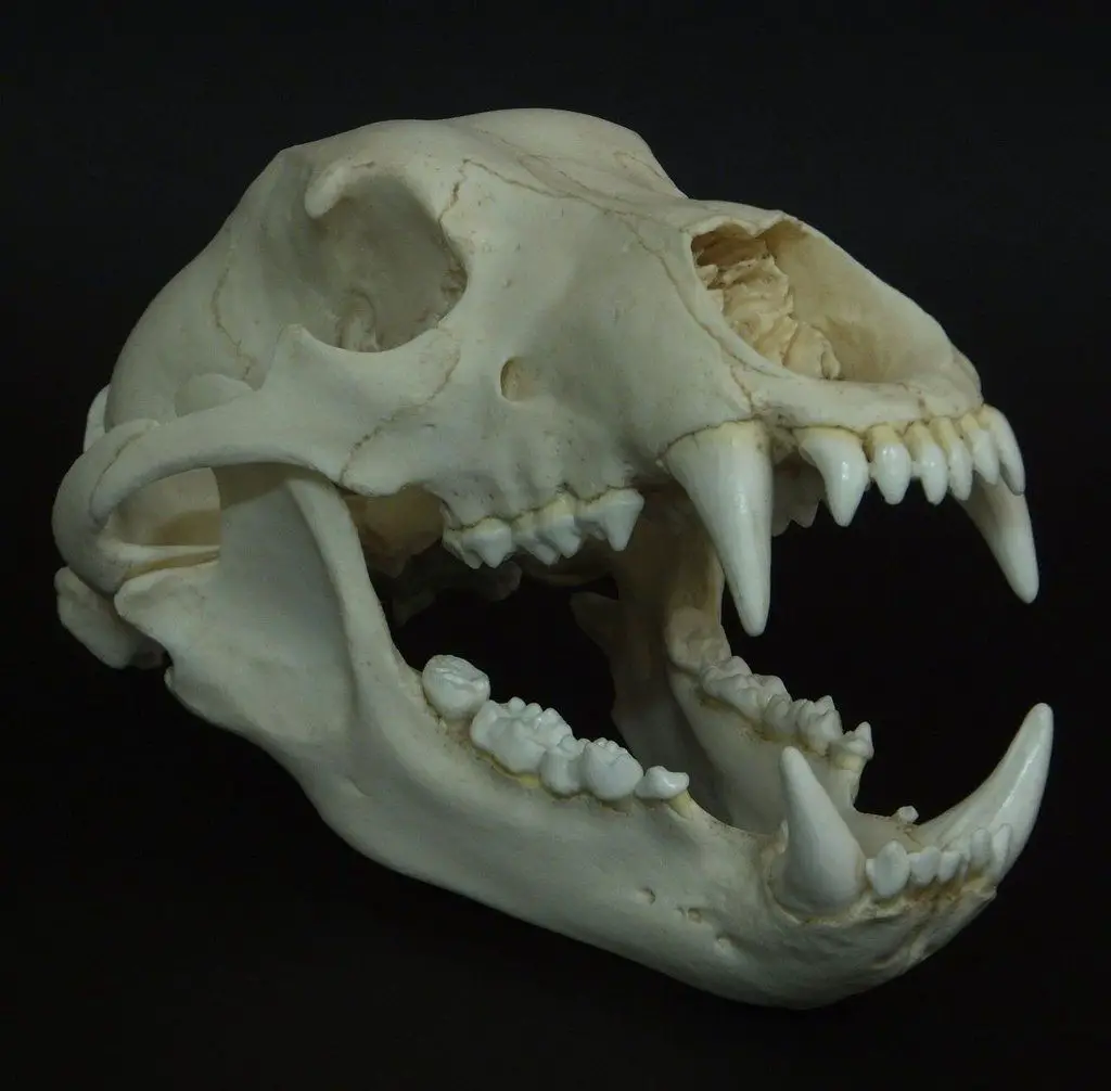 grizzly skull thickness