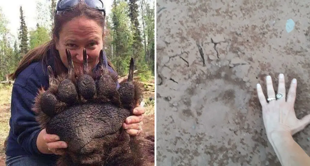 grizzly bear claws next to human hand