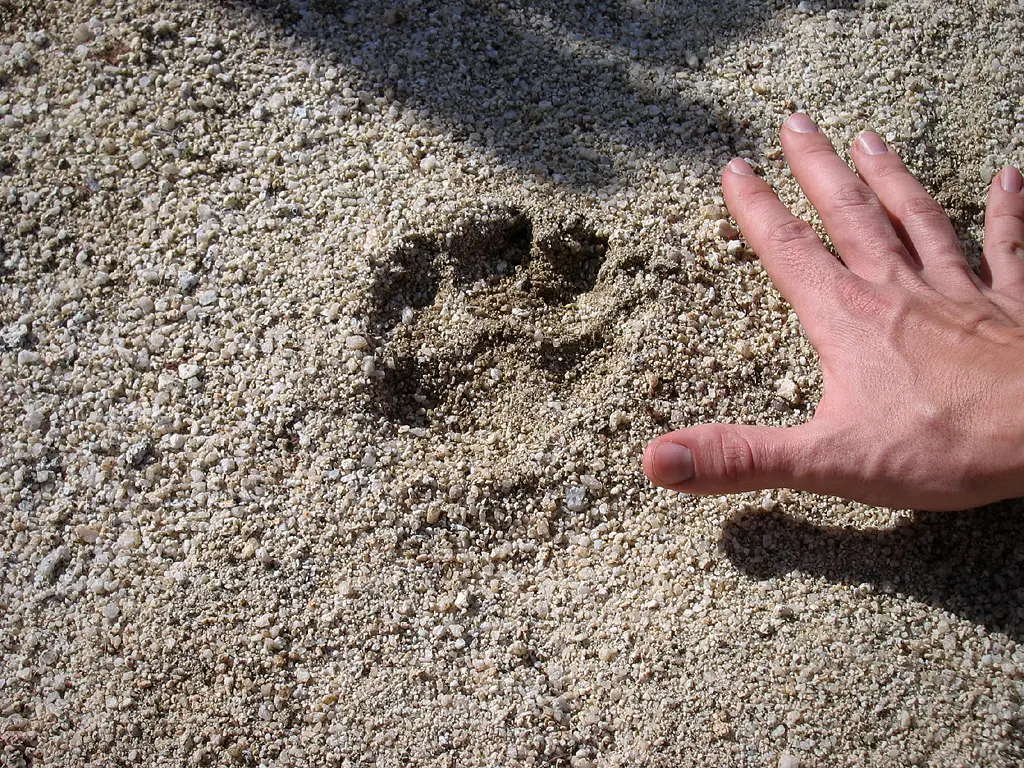 
mountain lion tracks in sand