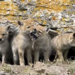 coyote-pups-in-den