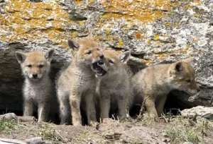 Read more about the article Coyote Dens: Hidden Havens of North America’s Canine Nomads