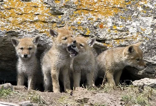 You are currently viewing Coyote Dens: Hidden Havens of North America’s Canine Nomads