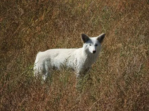 white-coyotes
