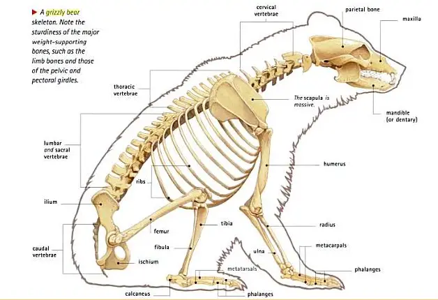 grizzly bear anatomy diagram