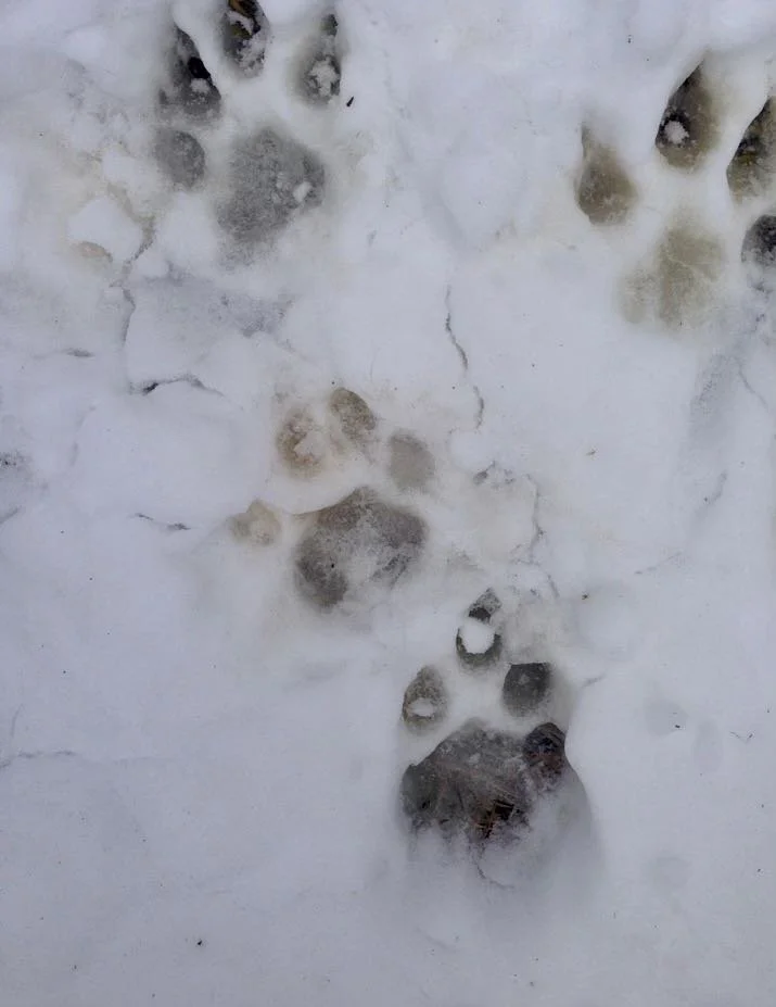 
mountain lion tracks in snow
