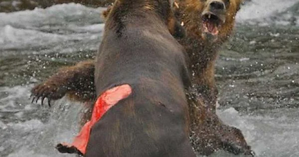 grizzly bear claw damage