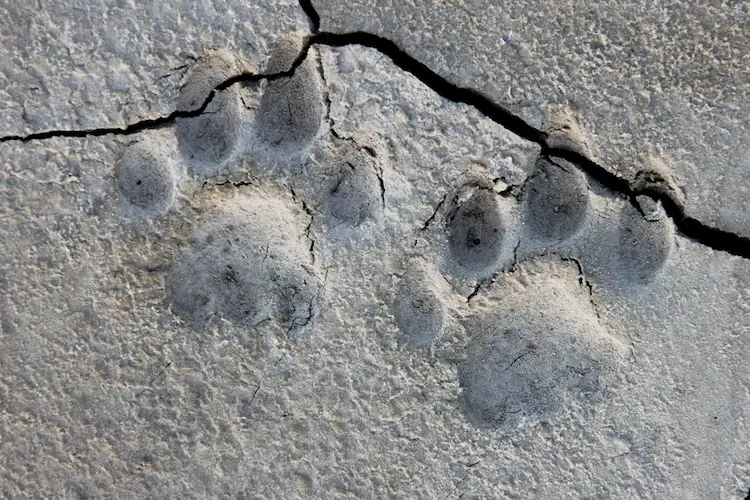 
mountain lion footprints