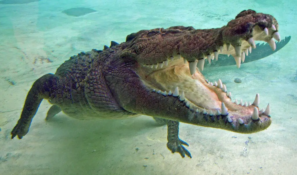 saltwater-crocodile bite force