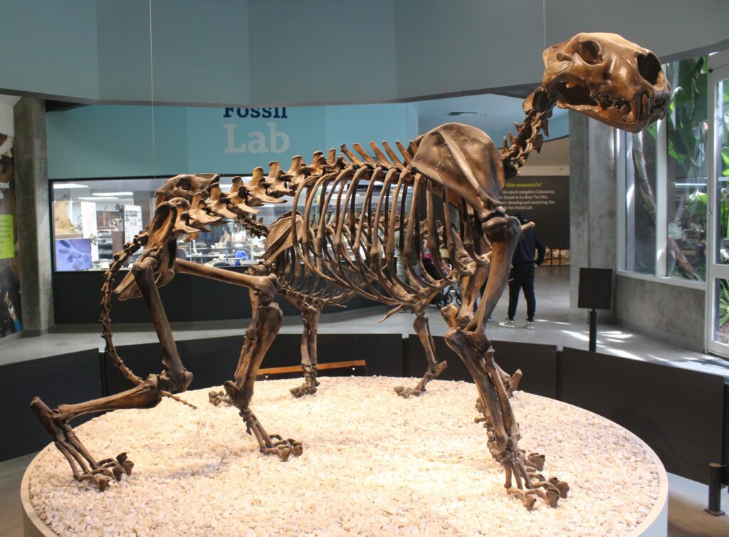 ice age american lion fossil