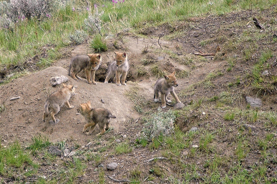 coyote-dens-with-pups