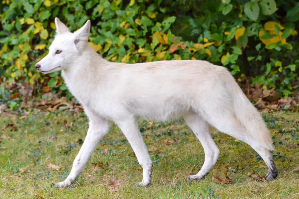 albino coyote