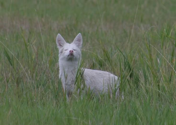 coyote-white