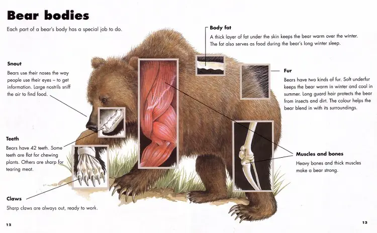 grizzly bear body structure
