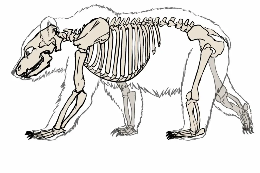 grizzly bear skeleton diagram