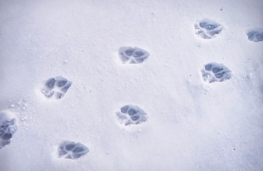 A Guide To Unraveling the Mysteries of Mountain Lion Footprints