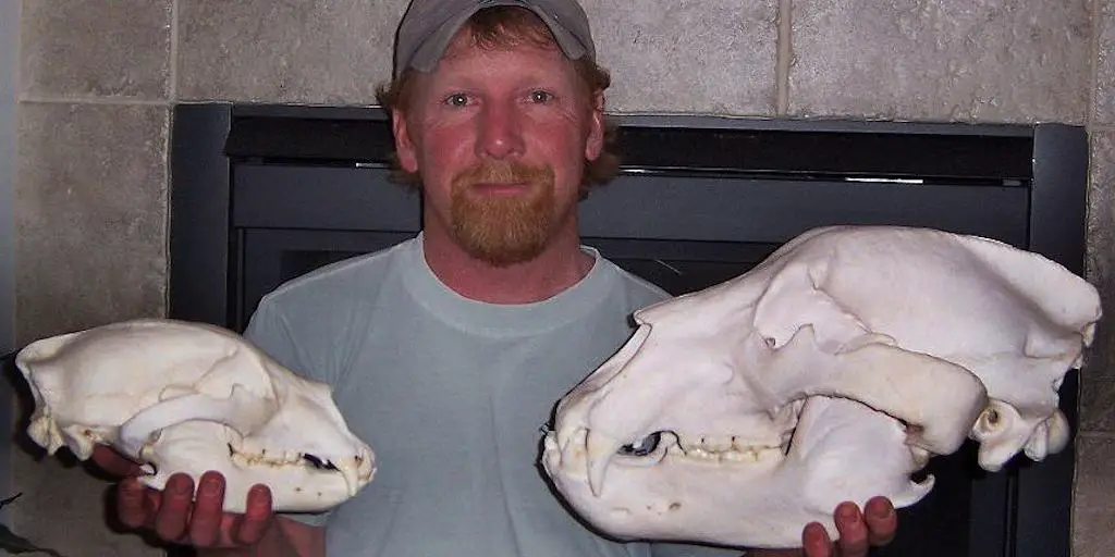 man holding up a black bear skull next to a grizzly bear skull