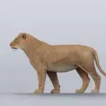 how big was the american lion