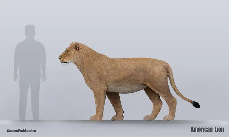how big was the american lion