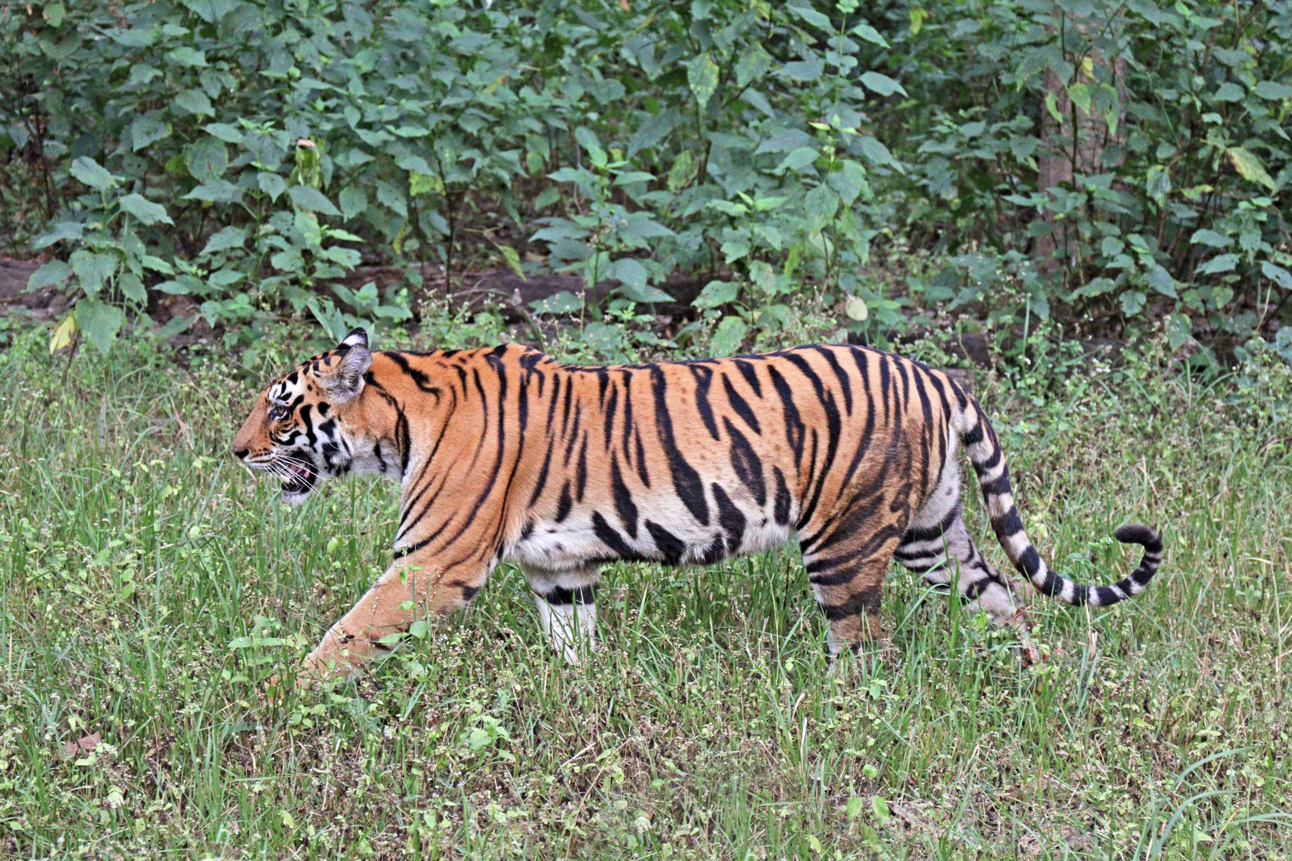 What Do Tigers Eat: Prey Selection and Foraging Ecology of Panthera tigris